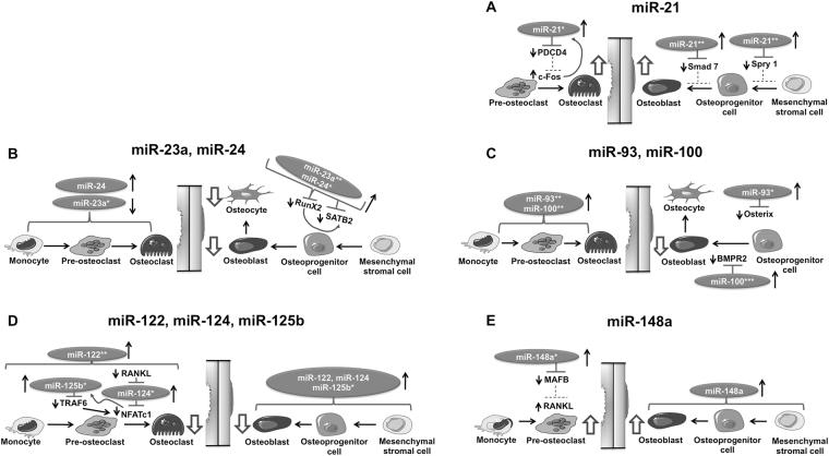 https://cdn.ncbi.nlm.nih.gov/pmc/blobs/0bea/5696459/07639eeacd02/41598_2017_16113_Fig5_HTML.jpg