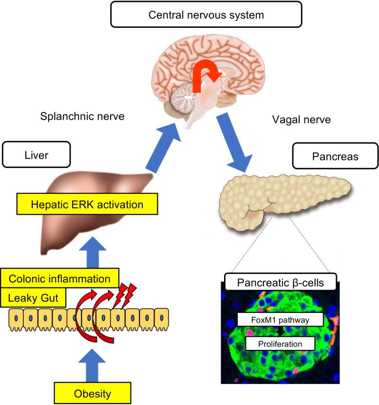 https://cdn.ncbi.nlm.nih.gov/pmc/blobs/0bec/12128978/2d059ac71d79/jciinsight-10-183864-g049.jpg