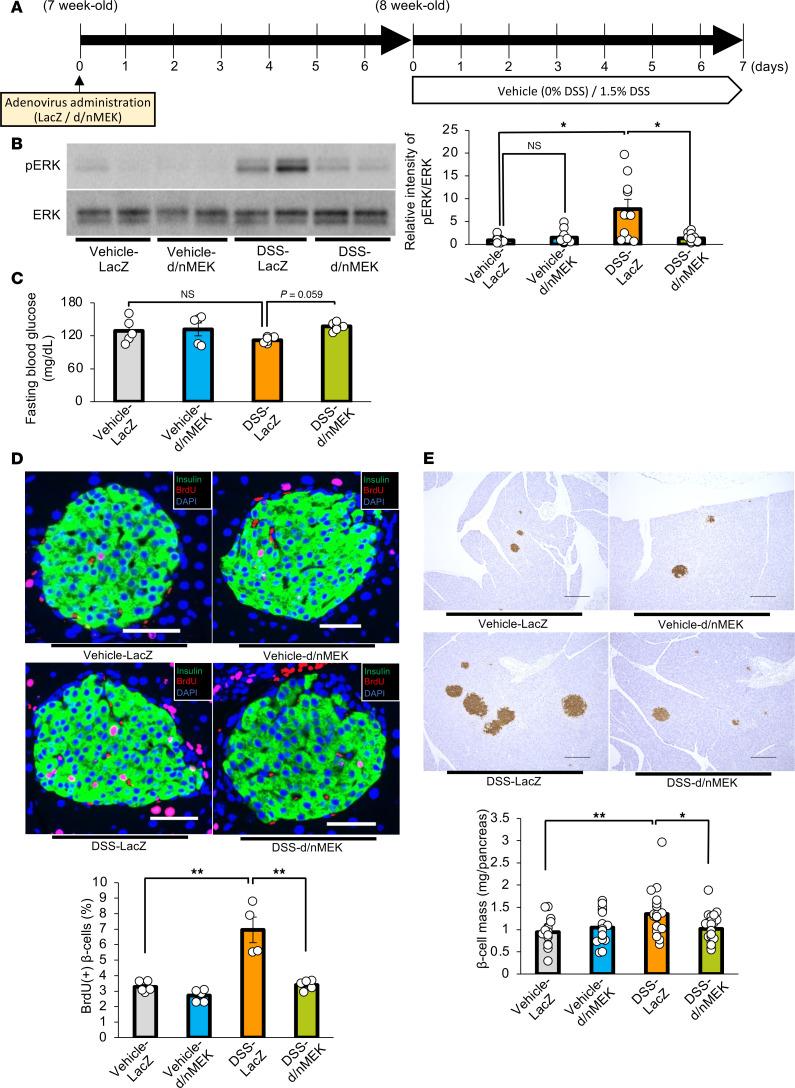 https://cdn.ncbi.nlm.nih.gov/pmc/blobs/0bec/12128978/4c09f41b7416/jciinsight-10-183864-g052.jpg