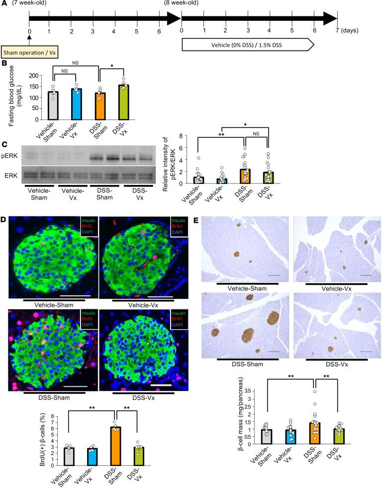 https://cdn.ncbi.nlm.nih.gov/pmc/blobs/0bec/12128978/8da94b16e6f5/jciinsight-10-183864-g054.jpg