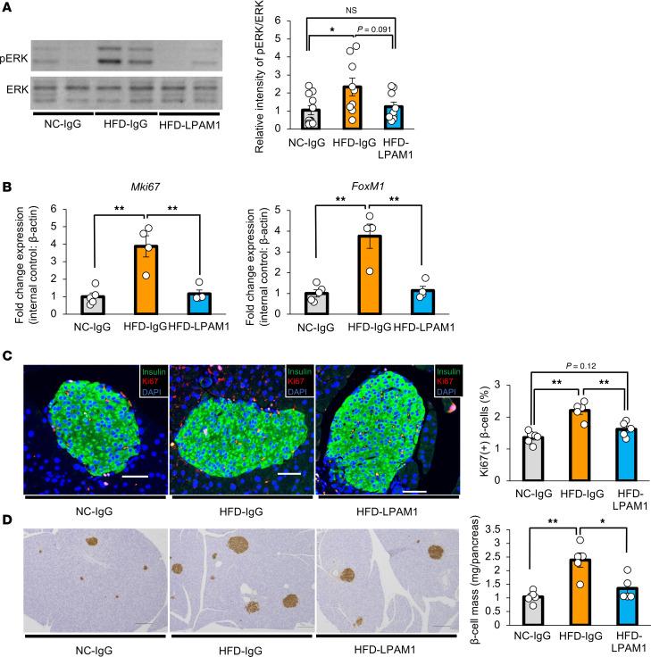 https://cdn.ncbi.nlm.nih.gov/pmc/blobs/0bec/12128978/f3bfac48272f/jciinsight-10-183864-g047.jpg