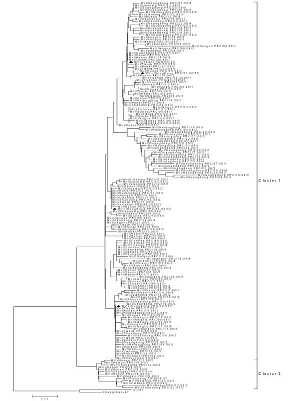https://cdn.ncbi.nlm.nih.gov/pmc/blobs/0bee/2887432/0e6020354ba7/1743-422X-7-105-4.jpg