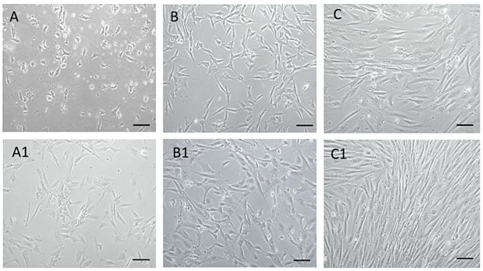 https://cdn.ncbi.nlm.nih.gov/pmc/blobs/0bef/10339997/3a7899591bce/animals-13-02195-g002.jpg