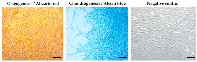 https://cdn.ncbi.nlm.nih.gov/pmc/blobs/0bef/10339997/912dd3788b18/animals-13-02195-g004.jpg