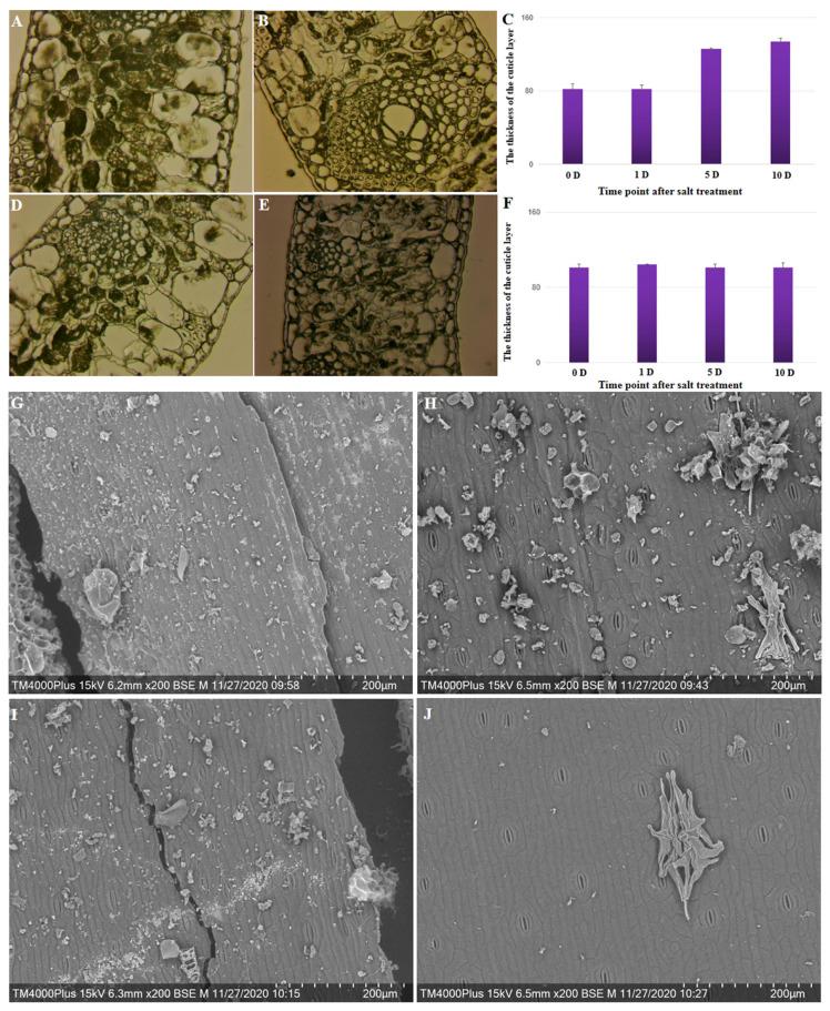 https://cdn.ncbi.nlm.nih.gov/pmc/blobs/0bf4/10780918/ba3ed9c00070/plants-13-00141-g004.jpg