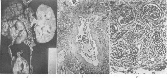 https://cdn.ncbi.nlm.nih.gov/pmc/blobs/0bf5/1013525/2c4e28743ac6/jmedgene00303-0035-b.jpg