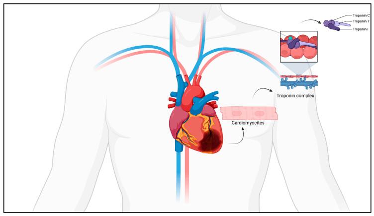 https://cdn.ncbi.nlm.nih.gov/pmc/blobs/0bf9/11719723/82740bd6b368/ijms-26-00105-g001.jpg