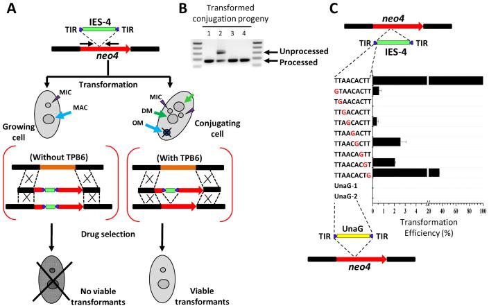https://cdn.ncbi.nlm.nih.gov/pmc/blobs/0bfb/5766162/838aa8aac644/gkx652fig6.jpg