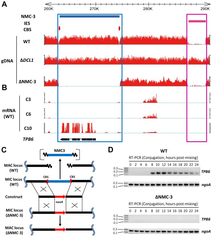 https://cdn.ncbi.nlm.nih.gov/pmc/blobs/0bfb/5766162/d26ab51cfbe4/gkx652fig4.jpg