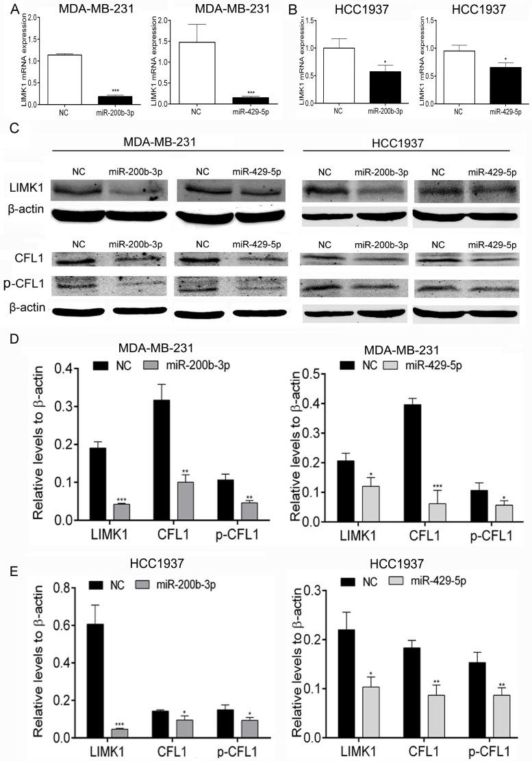 https://cdn.ncbi.nlm.nih.gov/pmc/blobs/0bfc/5689609/3058f60b5928/oncotarget-08-85276-g005.jpg