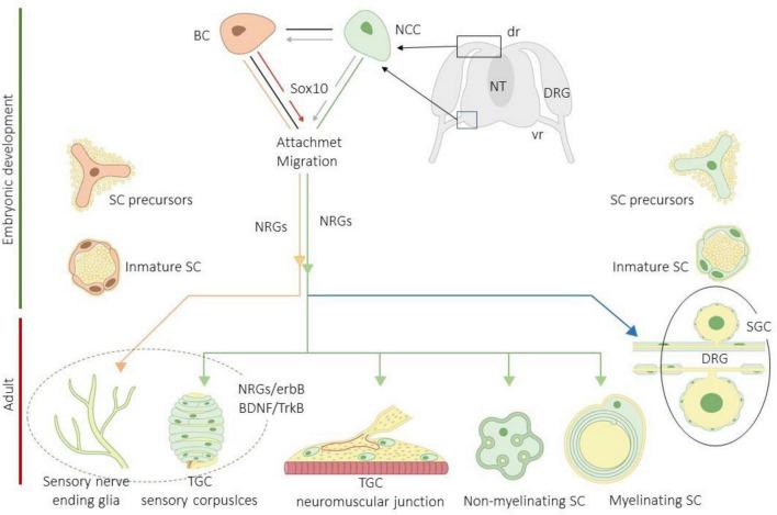 https://cdn.ncbi.nlm.nih.gov/pmc/blobs/0bfc/8959428/4314bac3014f/fnins-16-790130-g002.jpg