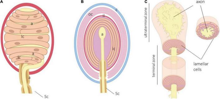 https://cdn.ncbi.nlm.nih.gov/pmc/blobs/0bfc/8959428/b1b83f484662/fnins-16-790130-g001.jpg