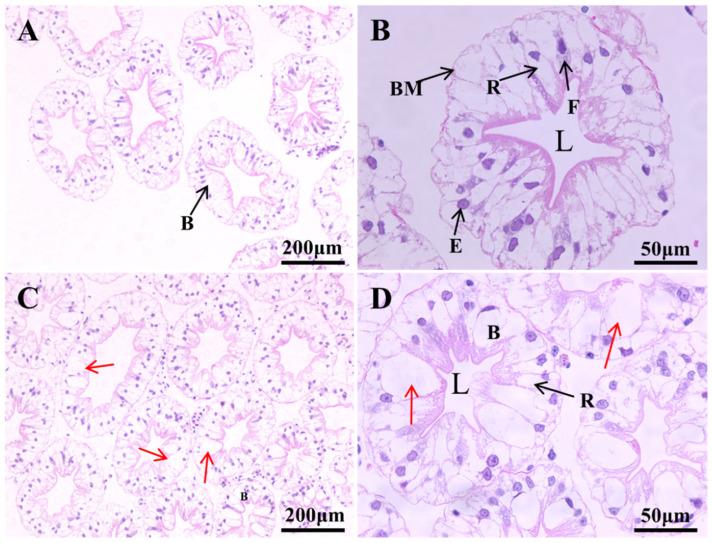 https://cdn.ncbi.nlm.nih.gov/pmc/blobs/0bfd/12248993/559e38c0fd61/animals-15-01837-g002a.jpg