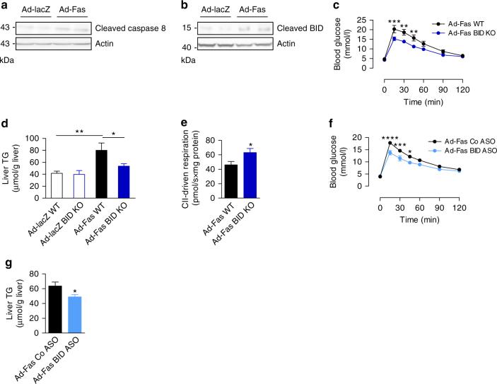 https://cdn.ncbi.nlm.nih.gov/pmc/blobs/0bff/5589858/332cabbc03ab/41467_2017_566_Fig4_HTML.jpg