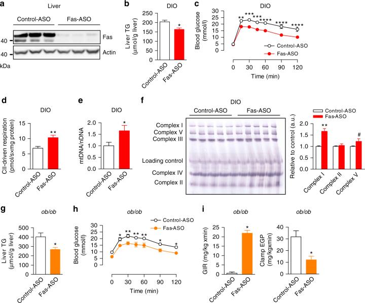 https://cdn.ncbi.nlm.nih.gov/pmc/blobs/0bff/5589858/7536fbaf31f2/41467_2017_566_Fig5_HTML.jpg