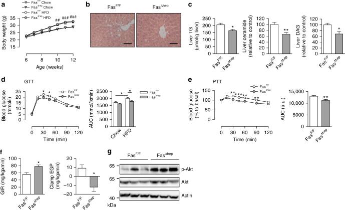 https://cdn.ncbi.nlm.nih.gov/pmc/blobs/0bff/5589858/ae30aafbf68d/41467_2017_566_Fig1_HTML.jpg