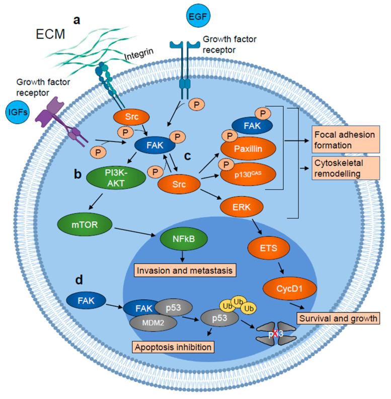 https://cdn.ncbi.nlm.nih.gov/pmc/blobs/0bff/7697003/b34ca1b88600/ijms-21-08422-g002.jpg