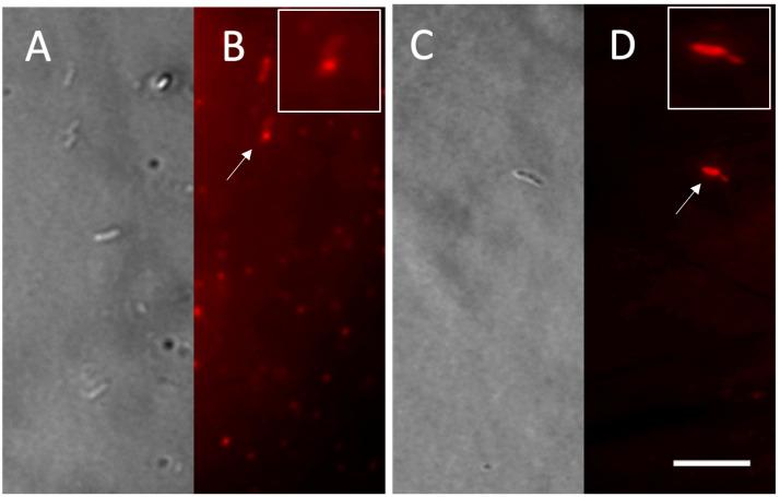 https://cdn.ncbi.nlm.nih.gov/pmc/blobs/0c01/11858518/1f30a97cc3a1/microorganisms-13-00369-g002.jpg