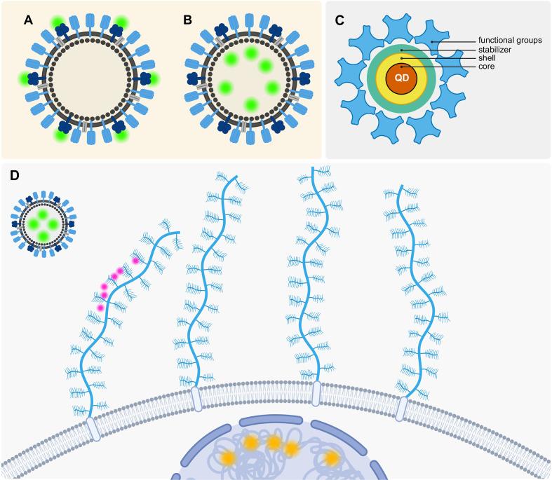 https://cdn.ncbi.nlm.nih.gov/pmc/blobs/0c04/12119590/26a6e052ed0d/fcimb-15-1596955-g005.jpg