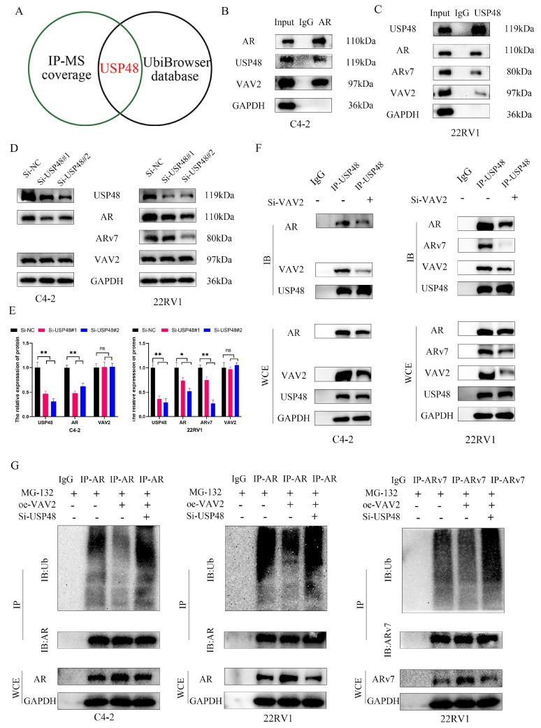 https://cdn.ncbi.nlm.nih.gov/pmc/blobs/0c05/12035891/d914cf4d023c/ijbsv21p2843g008.jpg