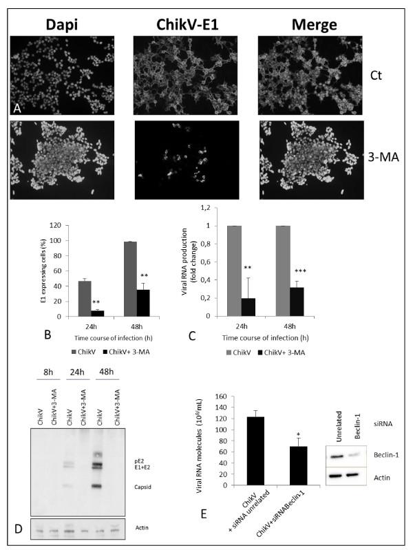 https://cdn.ncbi.nlm.nih.gov/pmc/blobs/0c07/3179960/5c581a5ee1b3/1743-422X-8-432-4.jpg