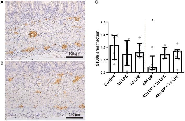 https://cdn.ncbi.nlm.nih.gov/pmc/blobs/0c0a/7089942/0d1eba1017a2/fimmu-11-00189-g0010.jpg