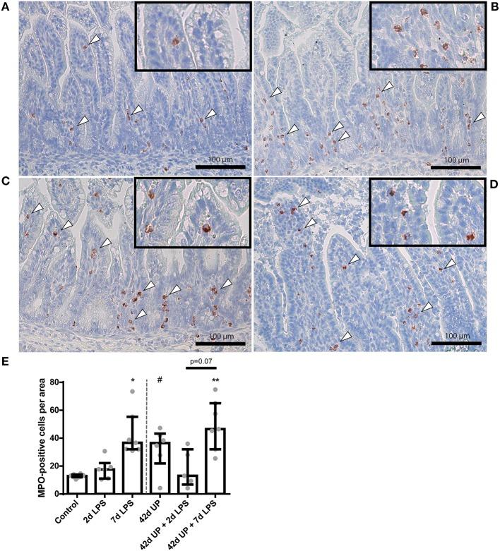 https://cdn.ncbi.nlm.nih.gov/pmc/blobs/0c0a/7089942/dc59af2ef640/fimmu-11-00189-g0003.jpg