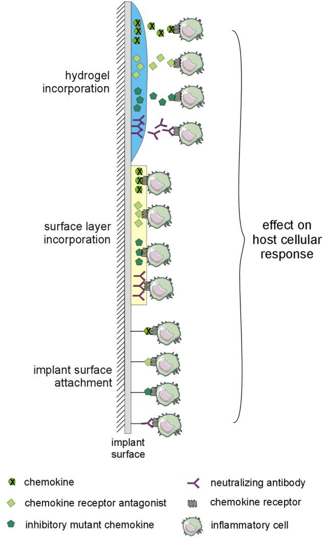 https://cdn.ncbi.nlm.nih.gov/pmc/blobs/0c0c/5573717/e64399e32ed0/fimmu-08-01026-g003.jpg
