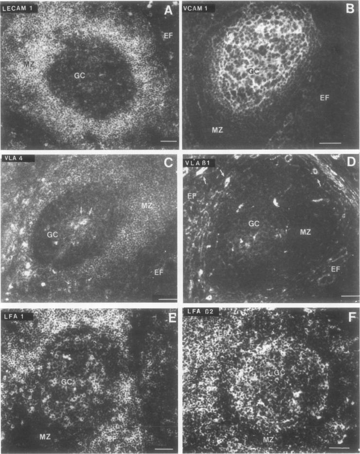 https://cdn.ncbi.nlm.nih.gov/pmc/blobs/0c0d/407932/b3bee70c3756/clinmolpath00007-0042-a.jpg