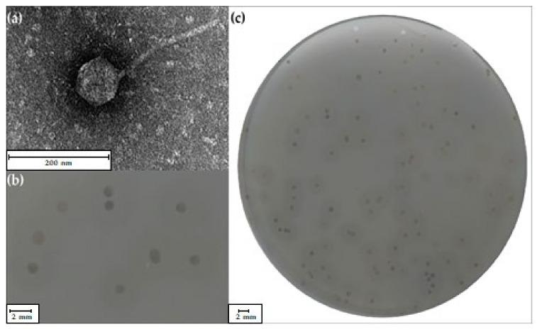 https://cdn.ncbi.nlm.nih.gov/pmc/blobs/0c0d/8541194/609e8ea973e7/ijms-22-11070-g001.jpg