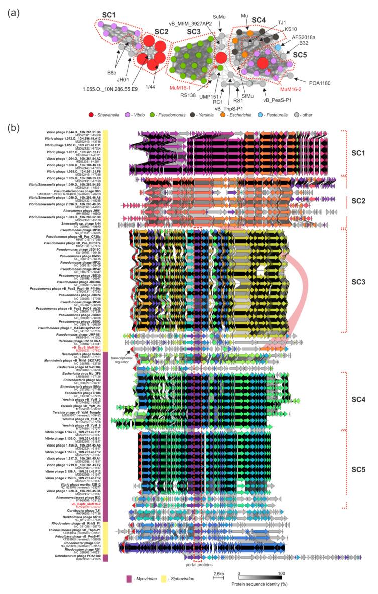 https://cdn.ncbi.nlm.nih.gov/pmc/blobs/0c0d/8541194/a7a0d7234fe6/ijms-22-11070-g004.jpg