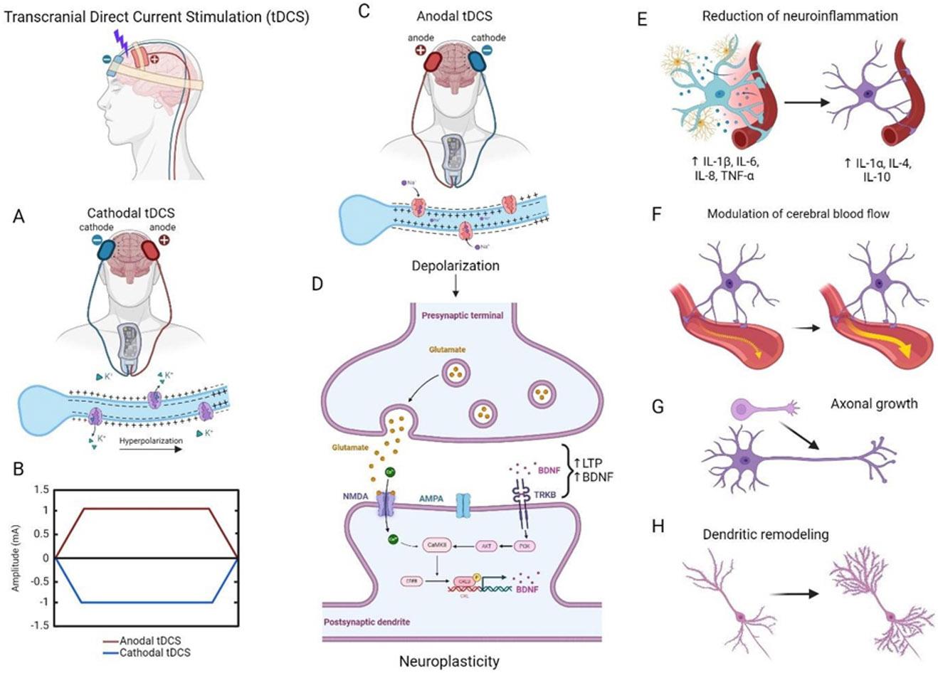 https://cdn.ncbi.nlm.nih.gov/pmc/blobs/0c0e/11687385/429c2fd4e709/nihms-2041562-f0004.jpg