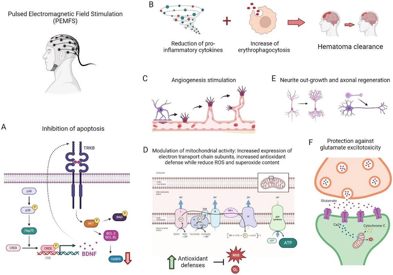 https://cdn.ncbi.nlm.nih.gov/pmc/blobs/0c0e/11687385/c4ff37ccae5d/nihms-2041562-f0003.jpg