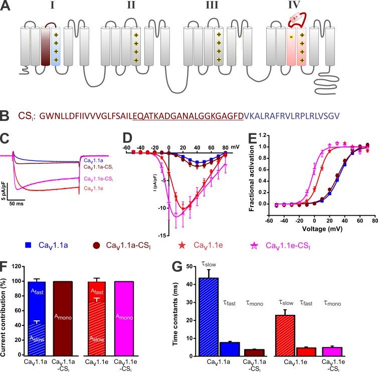 https://cdn.ncbi.nlm.nih.gov/pmc/blobs/0c0f/4886277/eace45cfcaa7/JGP_201611568_Fig3.jpg