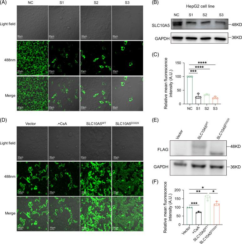 https://cdn.ncbi.nlm.nih.gov/pmc/blobs/0c14/11737122/379184dfd886/hep-81-408-g005.jpg