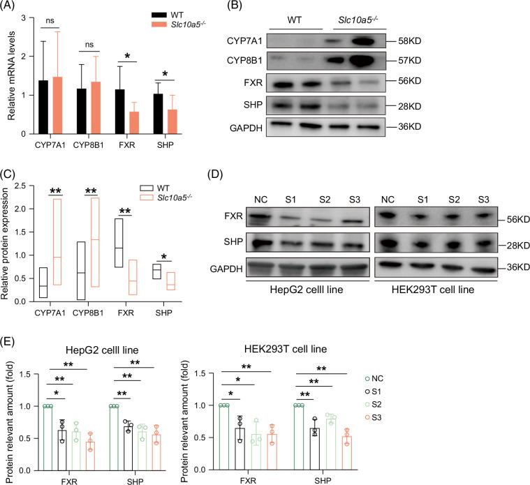 https://cdn.ncbi.nlm.nih.gov/pmc/blobs/0c14/11737122/692aa113cbaf/hep-81-408-g006.jpg