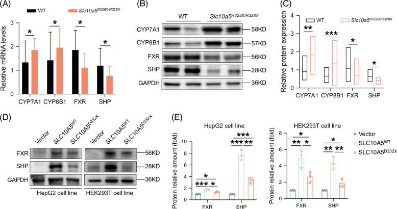 https://cdn.ncbi.nlm.nih.gov/pmc/blobs/0c14/11737122/9b18e84c7e7d/hep-81-408-g007.jpg