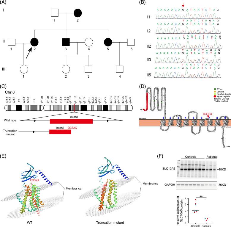 https://cdn.ncbi.nlm.nih.gov/pmc/blobs/0c14/11737122/ded2ba2892b1/hep-81-408-g002.jpg
