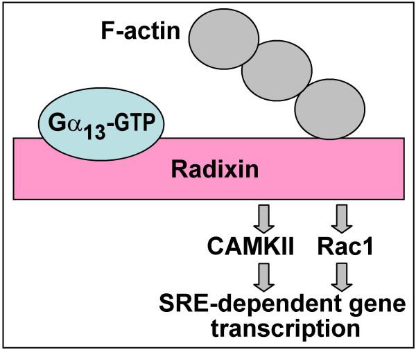https://cdn.ncbi.nlm.nih.gov/pmc/blobs/0c15/2211295/81076622e427/1750-2187-2-13-3.jpg
