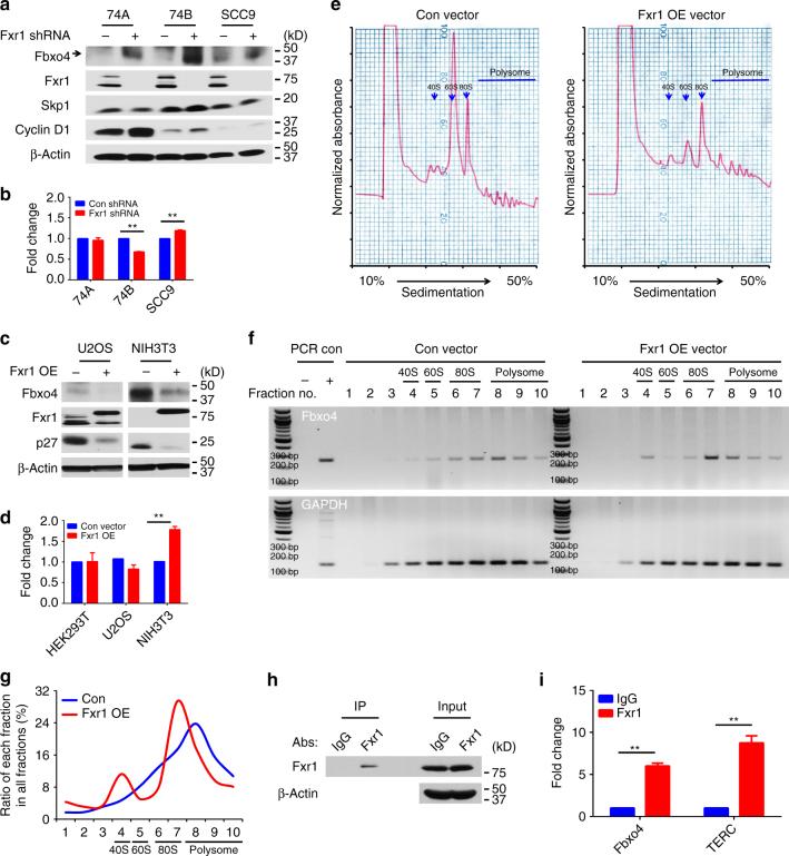 https://cdn.ncbi.nlm.nih.gov/pmc/blobs/0c1b/5688124/211ae732593a/41467_2017_1199_Fig6_HTML.jpg