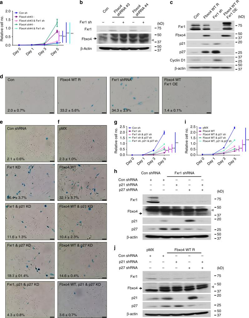https://cdn.ncbi.nlm.nih.gov/pmc/blobs/0c1b/5688124/343930885031/41467_2017_1199_Fig4_HTML.jpg