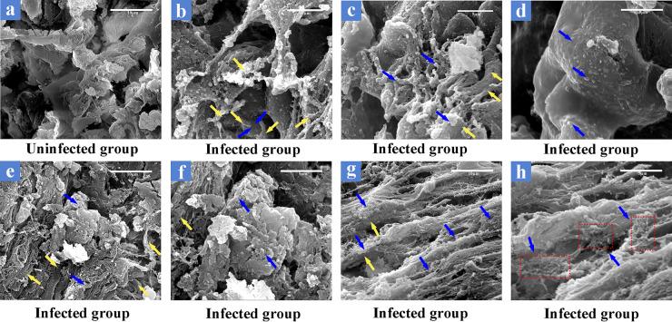 https://cdn.ncbi.nlm.nih.gov/pmc/blobs/0c1c/9927446/3415b4395a69/spectrum.02686-22-f002.jpg