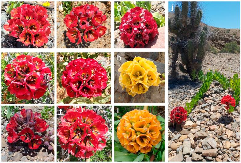 https://cdn.ncbi.nlm.nih.gov/pmc/blobs/0c20/12115073/6f09efd4b6a1/plants-14-01468-g001.jpg