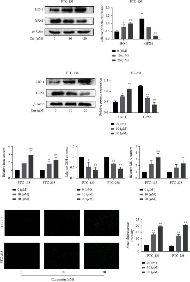 https://cdn.ncbi.nlm.nih.gov/pmc/blobs/0c21/9867595/3f478051a00e/OMCL2023-6896790.004.jpg