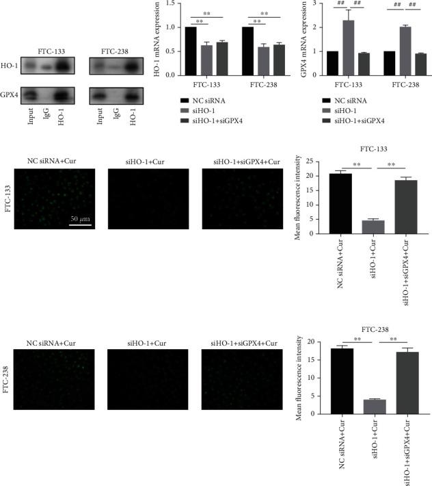 https://cdn.ncbi.nlm.nih.gov/pmc/blobs/0c21/9867595/62ed4f3f1061/OMCL2023-6896790.006.jpg