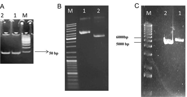 https://cdn.ncbi.nlm.nih.gov/pmc/blobs/0c24/3584432/47d27ea0740d/Cell-J-14-215-g03.jpg