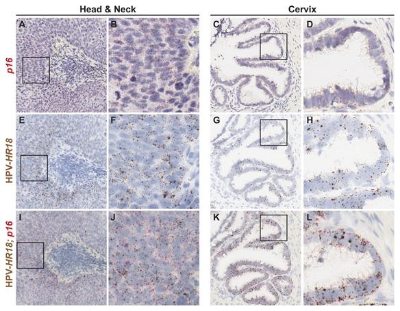 https://cdn.ncbi.nlm.nih.gov/pmc/blobs/0c24/5132049/f71751ba526e/JCB-117-2201-g004.jpg