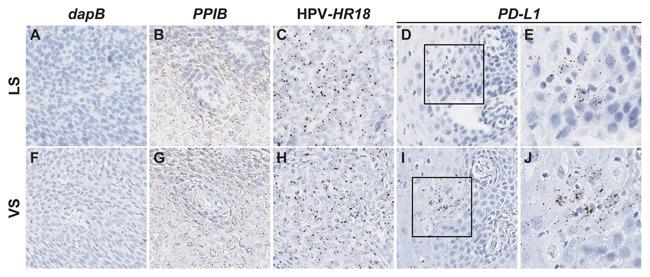 https://cdn.ncbi.nlm.nih.gov/pmc/blobs/0c24/5132049/fcc5eb2d36ed/JCB-117-2201-g003.jpg