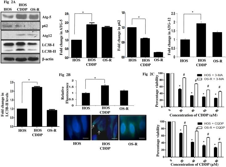 https://cdn.ncbi.nlm.nih.gov/pmc/blobs/0c24/5466322/51fefbbc0f01/pone.0179203.g002.jpg