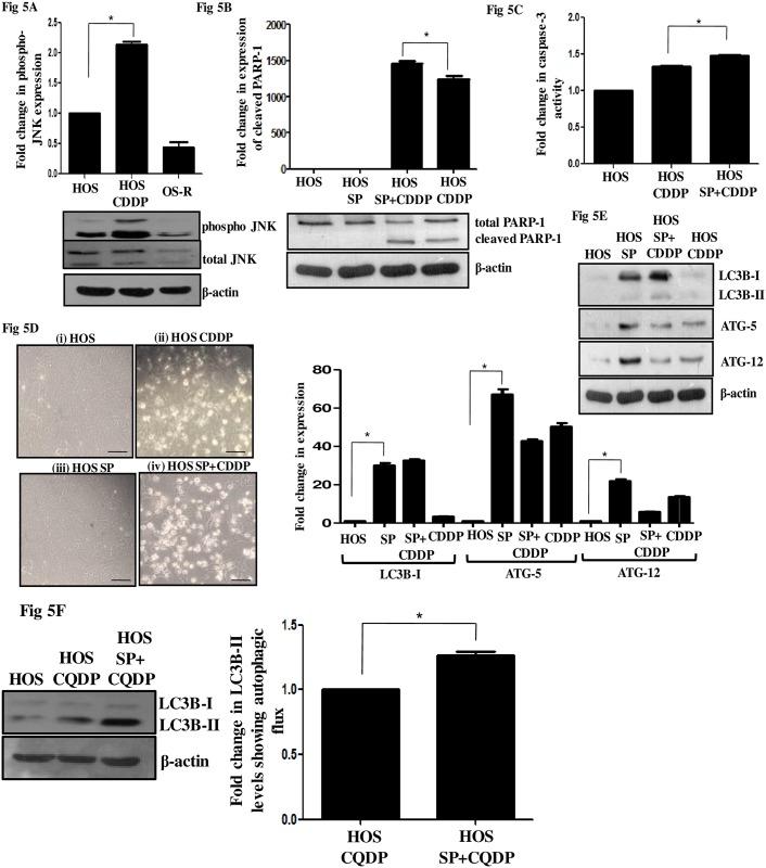 https://cdn.ncbi.nlm.nih.gov/pmc/blobs/0c24/5466322/8abaa669f0a9/pone.0179203.g005.jpg